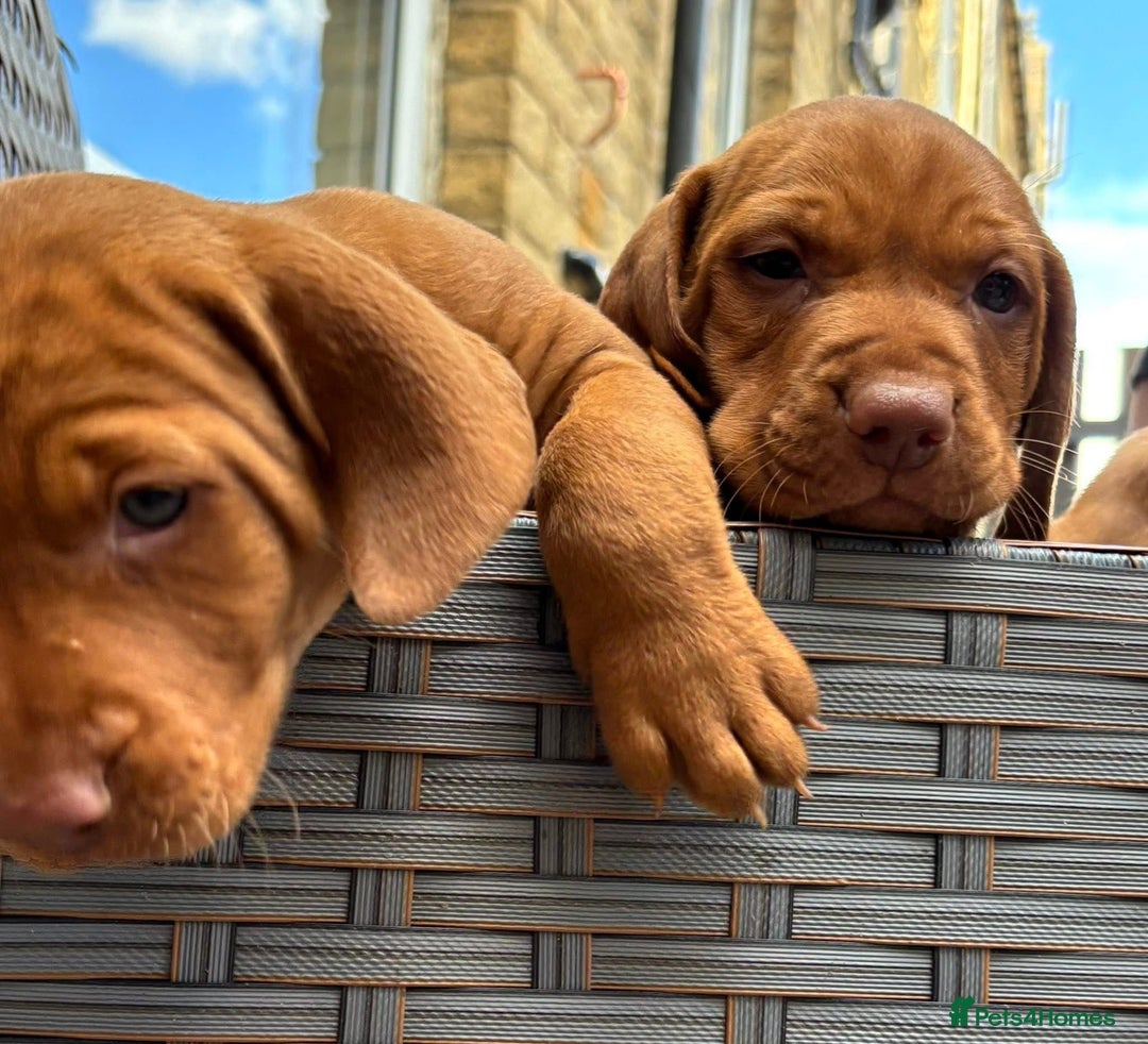 Hungarian Vizsla dogs for sale: Exceptional kc Hungarian viszla pups. Now ready  - Image 7