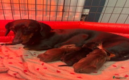 Miniature Dachshund dogs for sale: Adorable Miniature Dachshunds! KC REG, PEDIGREE - Image 8