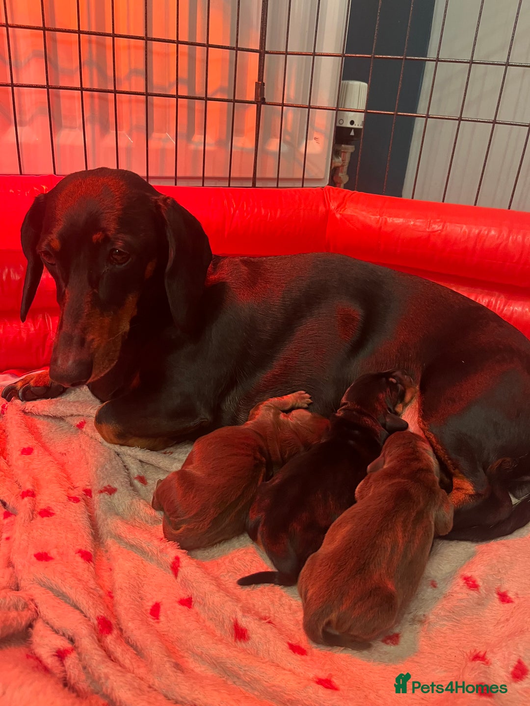 Miniature Dachshund dogs for sale: Adorable Miniature Dachshunds! KC REG, PEDIGREE - Image 8