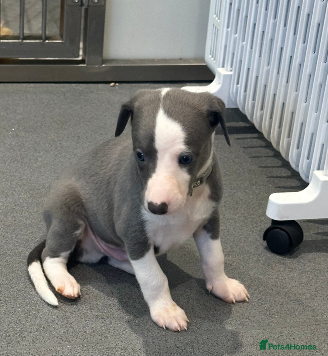 Whippet dogs for sale: Kc reg whippets Hear and eye tested parents  - Image 27