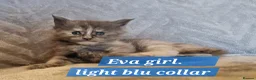Maine Coon cats for sale: Excellent pedigree kittens - Advert 5