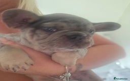 French Bulldog dogs for sale:  Beautiful french bulldog puppies for sale - Image 27