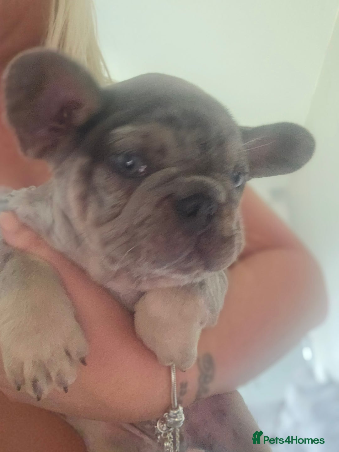 French Bulldog dogs for sale:  Beautiful french bulldog puppies for sale - Image 27
