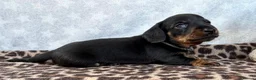 Miniature Dachshund dogs for sale: 🏆KC Registered Miniature Dachshund Puppies 🐾  - Advert 6