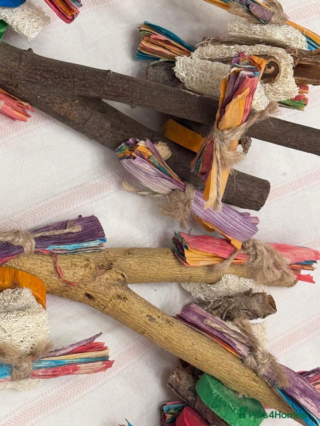 Budgerigars birds for sale: Rainbow ,hagoromo baby budgies hand tamed & reared - Advert 10