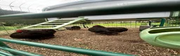 Chickens poultry for sale: Pair of Orpington black hens - FREE in Hunstanton - Advert 4