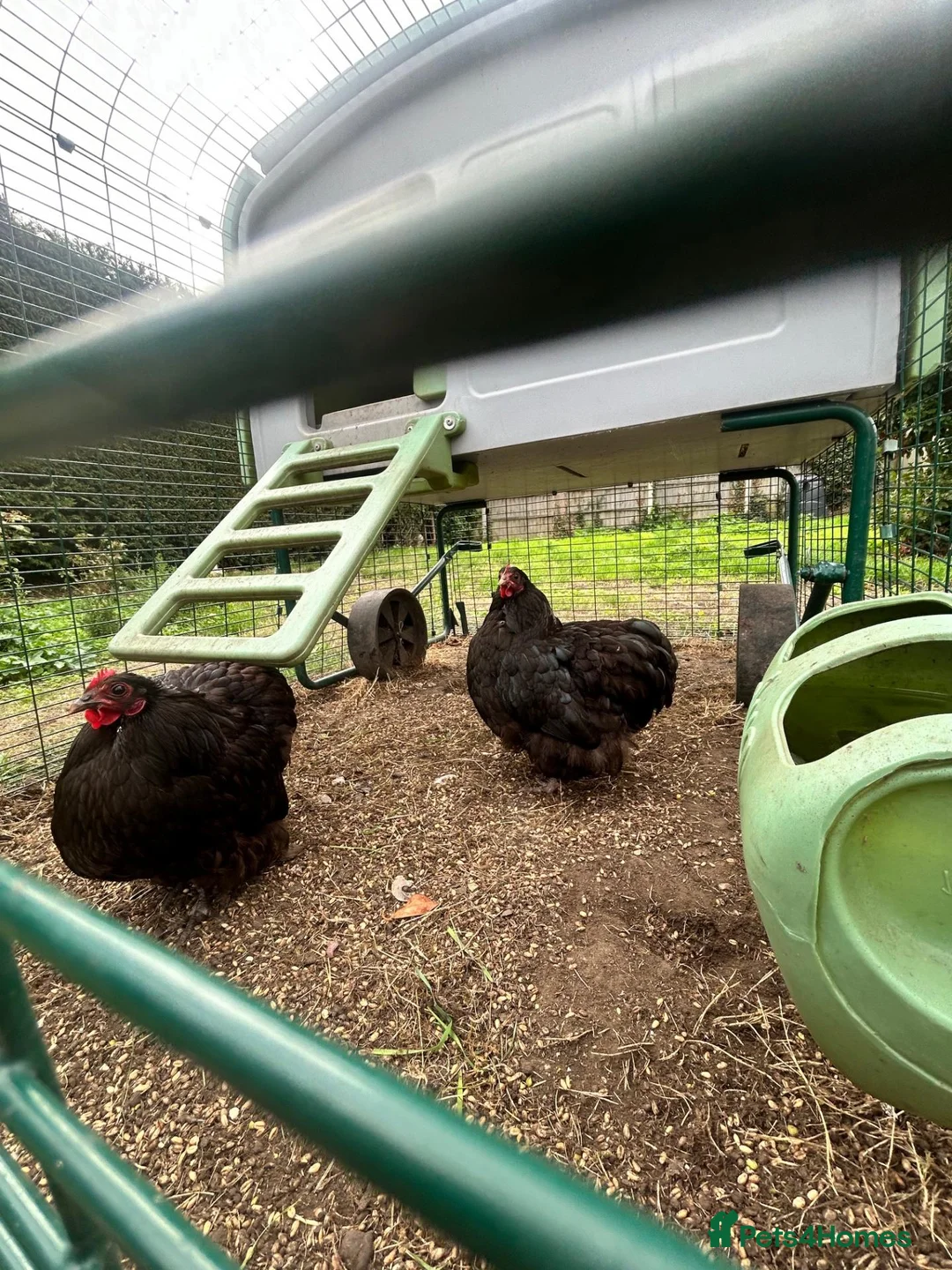 Chickens poultry for sale: Pair of Orpington black hens - FREE in Hunstanton - Advert 4
