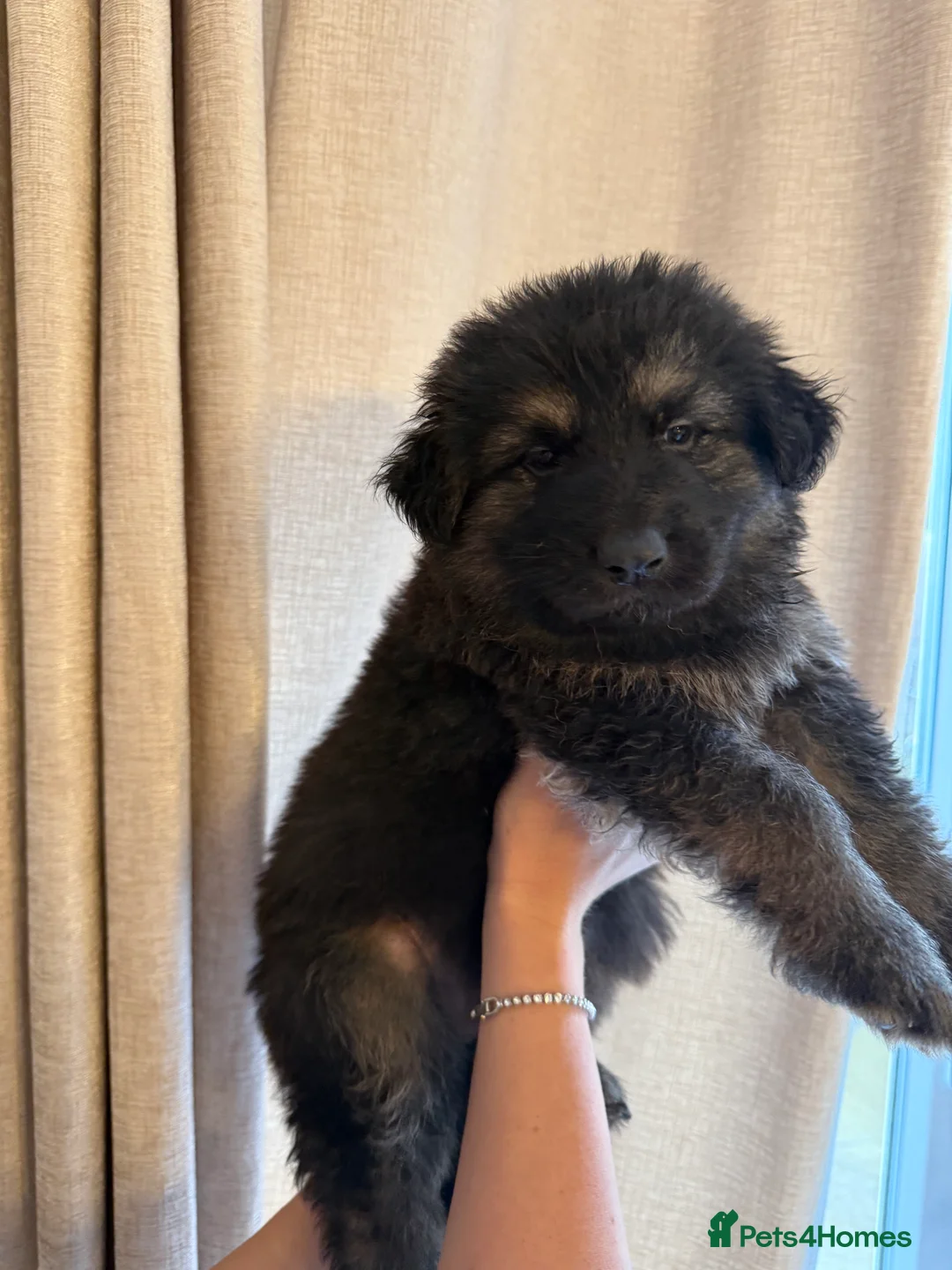 German Shepherd dogs for sale: German Shepherd Puppies - Advert 18