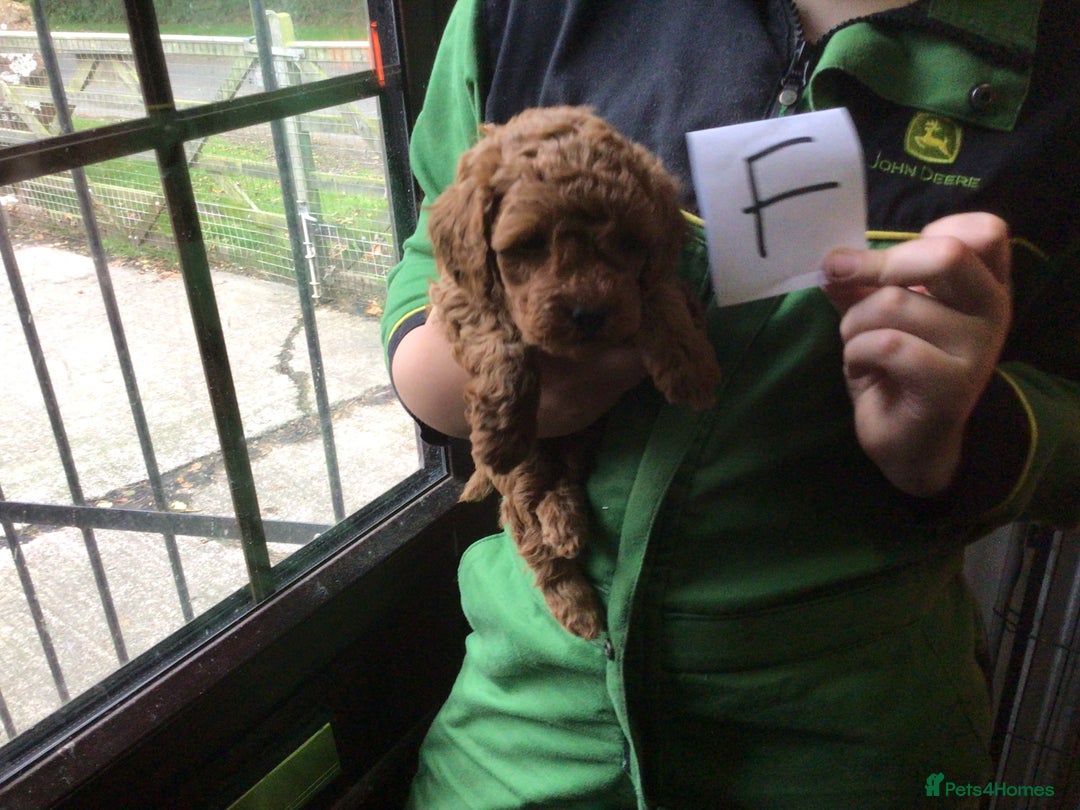 Toy Poodle dogs for sale: Toy red pups - Image 4