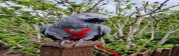 Parrots birds for sale: African grey parrot  - Advert 13