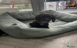Cocker Spaniel dogs for sale: Show cocker spaniels  - Image 5