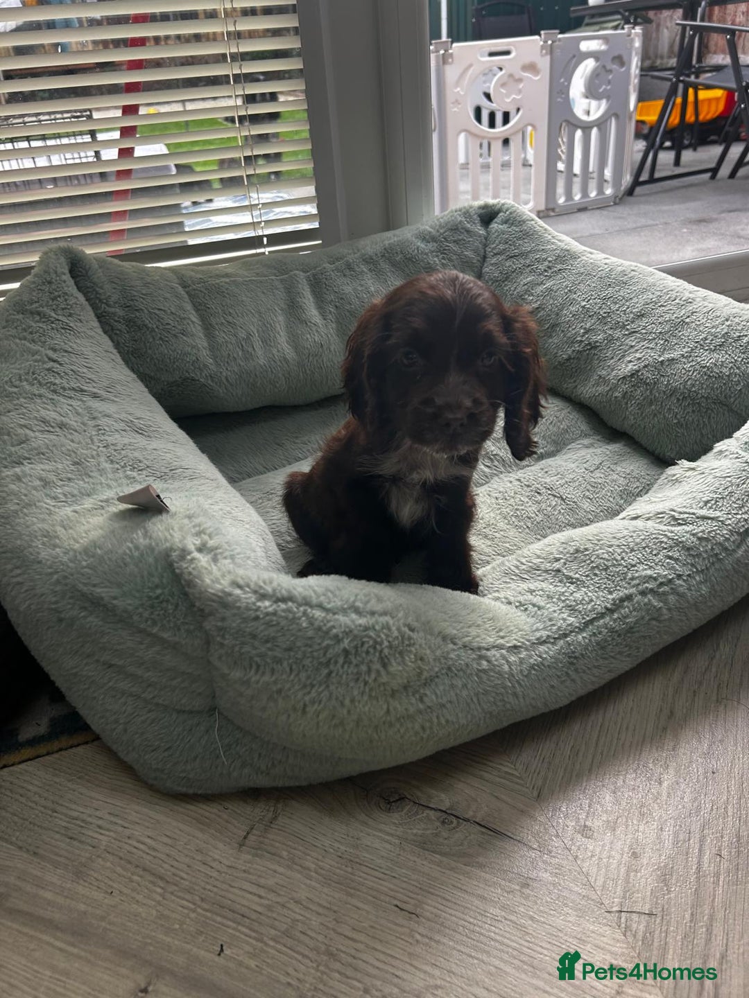 Cocker Spaniel dogs for sale: Show cocker spaniels  - Image 5