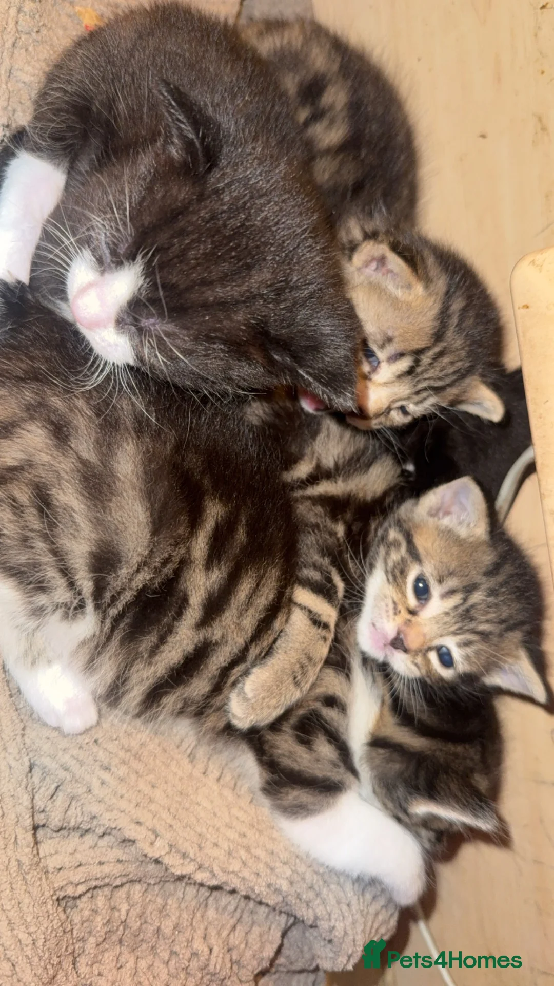 Bengal cats for sale: mixed Bengal × domestic shorthair  in Portsmouth - Advert 11