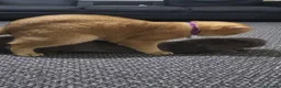 British Shorthair cats for stud: British Shorthaired Golden Cats - Advert 7