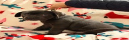 Cane Corso dogs for sale: 🐾 Stunning Cane Corso Puppies Available NOW ! 🐾 - Advert 13