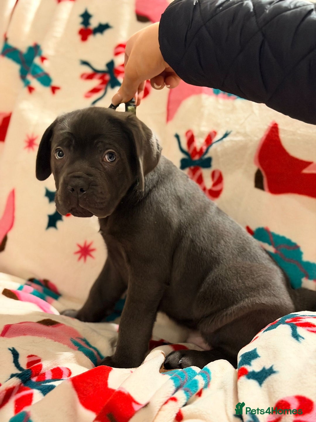 Cane Corso dogs for sale: 🐾 Stunning Cane Corso Puppies Available NOW ! 🐾 - Advert 13
