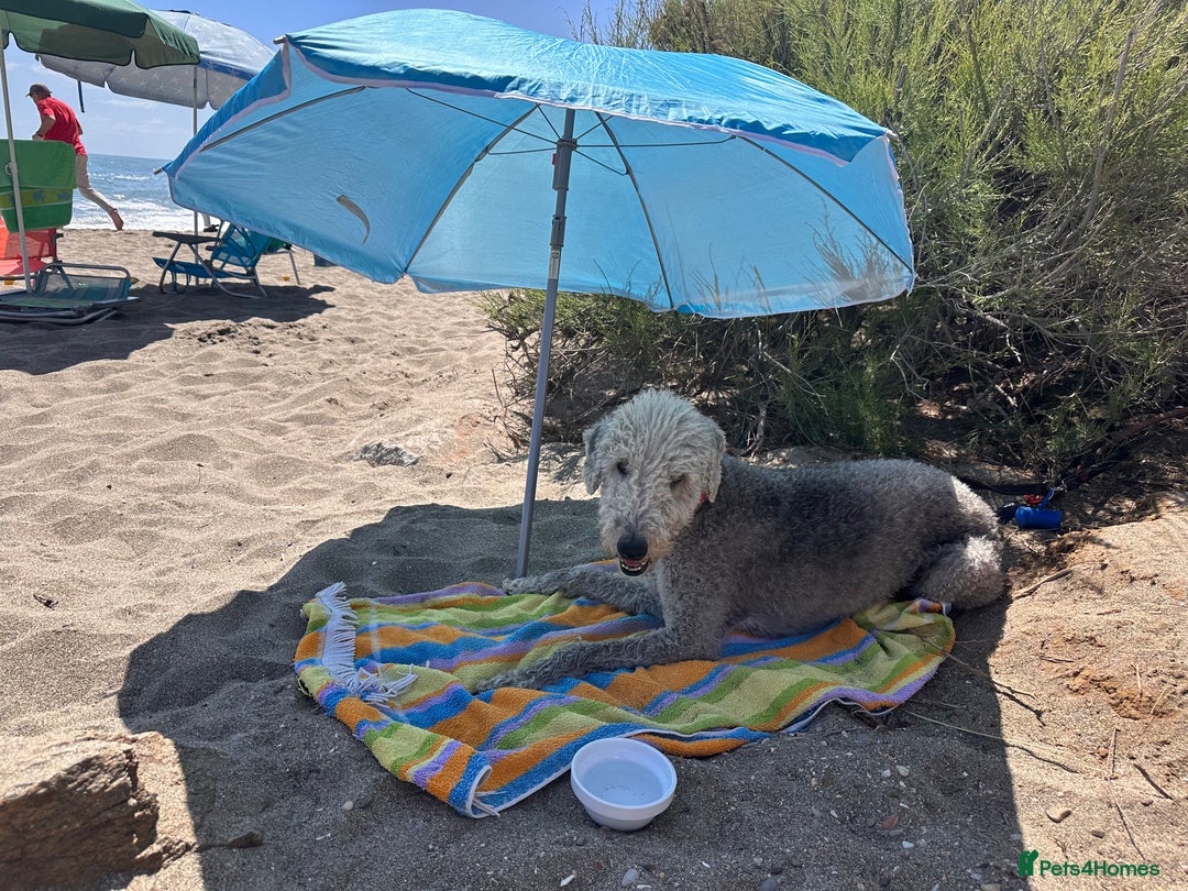 Mixed Breed dogs for sale: Beautiful Bedlington/Greyhound Cross  - Advert 10