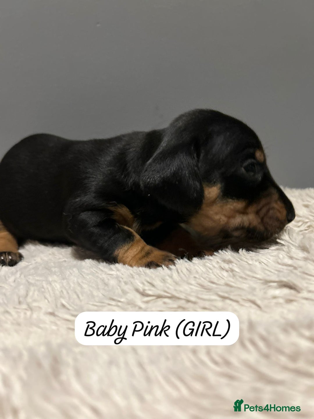 Miniature Dachshund dogs for sale: Miniature dachshund  - Advert 14