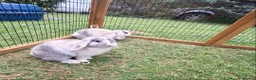 Mini Lop rabbits for sale: Beautiful mini lops in Batley - Advert 4
