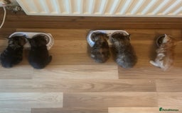 Mixed Breed cats for sale: Kittens for sale - Image 5