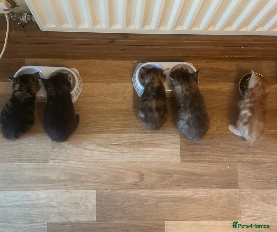 Mixed Breed cats for sale: Kittens for sale - Image 5