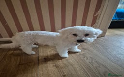 Poochon dogs for sale: Poochon Rehoming - Image 2