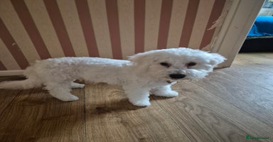 Poochon dogs - Advert 13