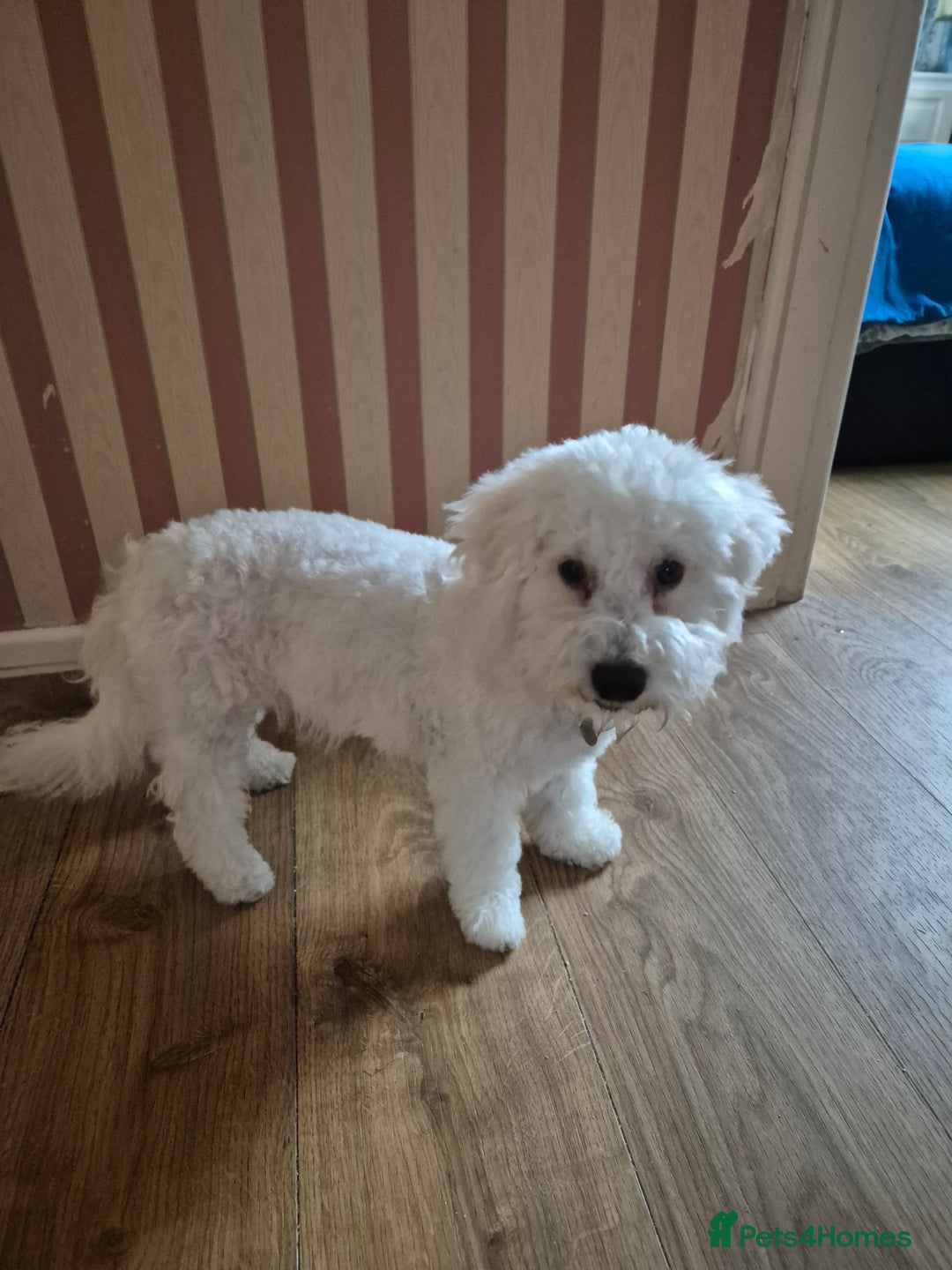 Poochon dogs for sale: Poochon Rehoming - Image 2