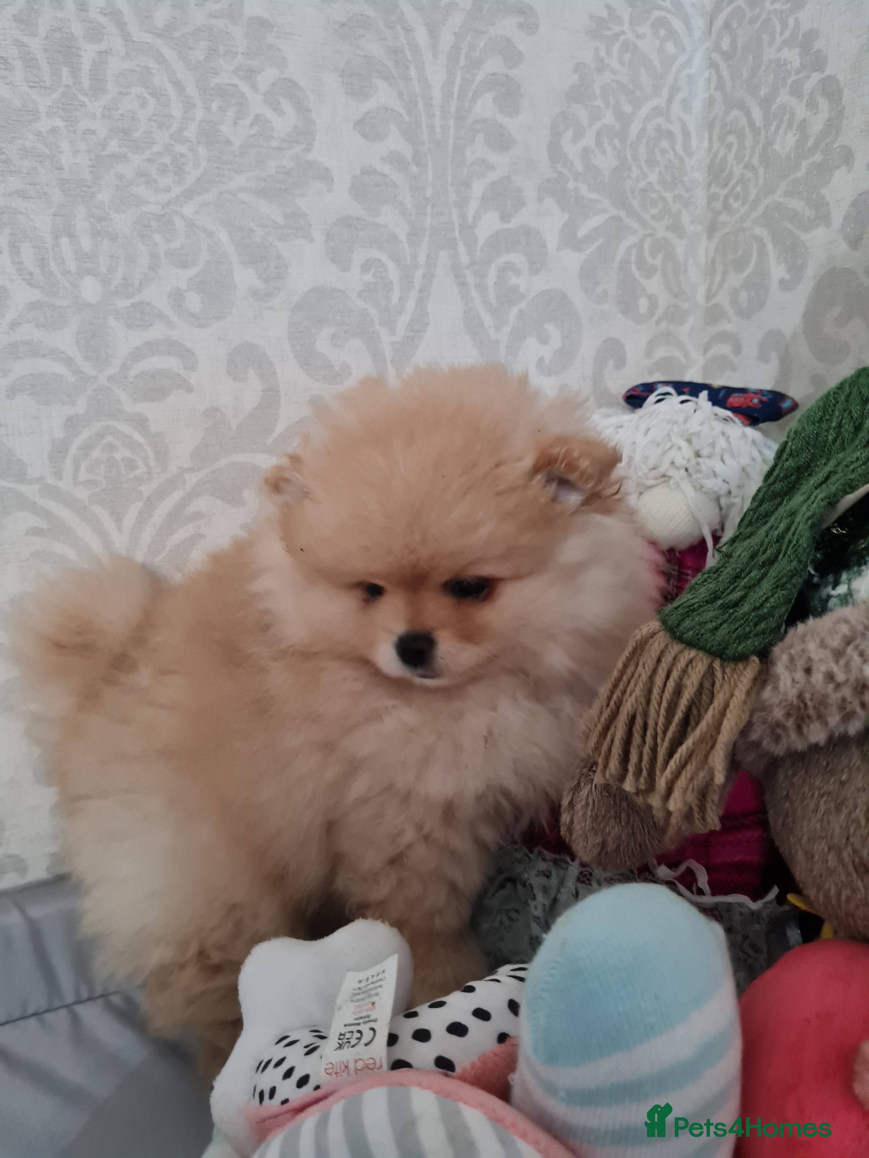 Pomeranian dogs Pomeranian Teddy bear puppies  - Advert 2