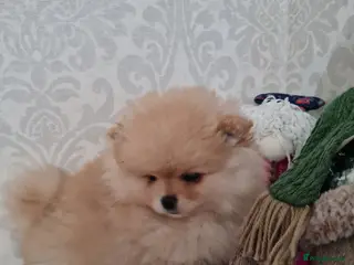 Pomeranian dogs Pomeranian Teddy bear puppies - Advert 2