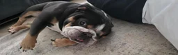 English Bulldog dogs for sale: Shelby – Beautiful 4-Year-Old English Bulldog - Advert 1