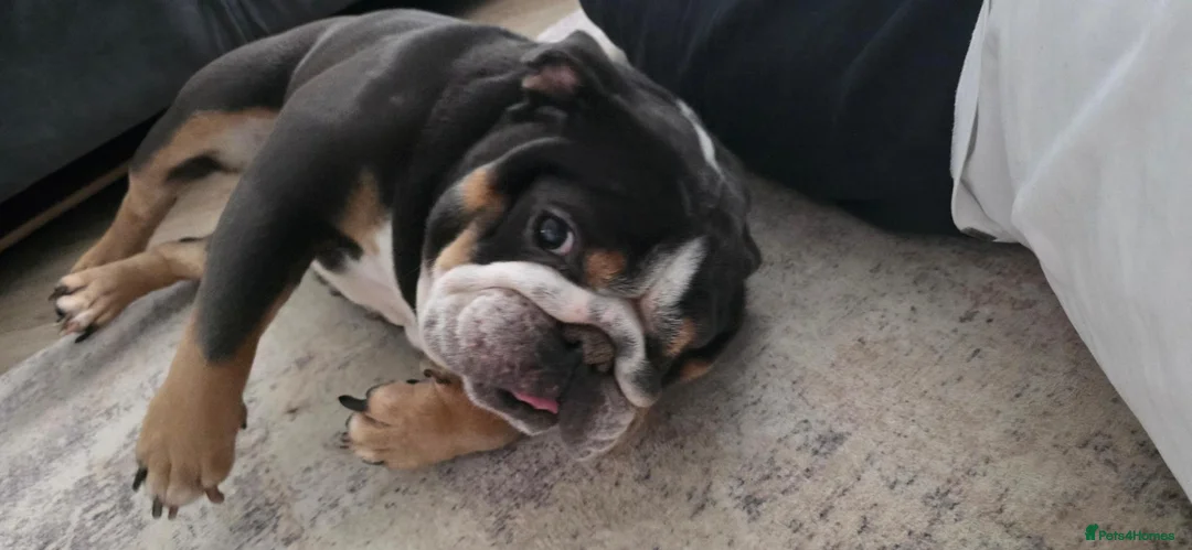 English Bulldog dogs for sale: Shelby – Beautiful 4-Year-Old English Bulldog - Advert 1