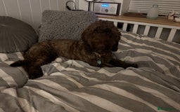 Cockapoo dogs for sale: Beautiful little cockapoo Ruby seeking a new home  - Image 10