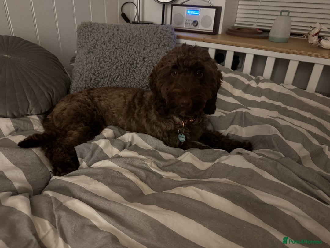 Cockapoo dogs for sale: Beautiful little cockapoo Ruby seeking a new home  - Image 10