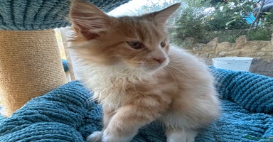 Maine Coon cats - Advert 6