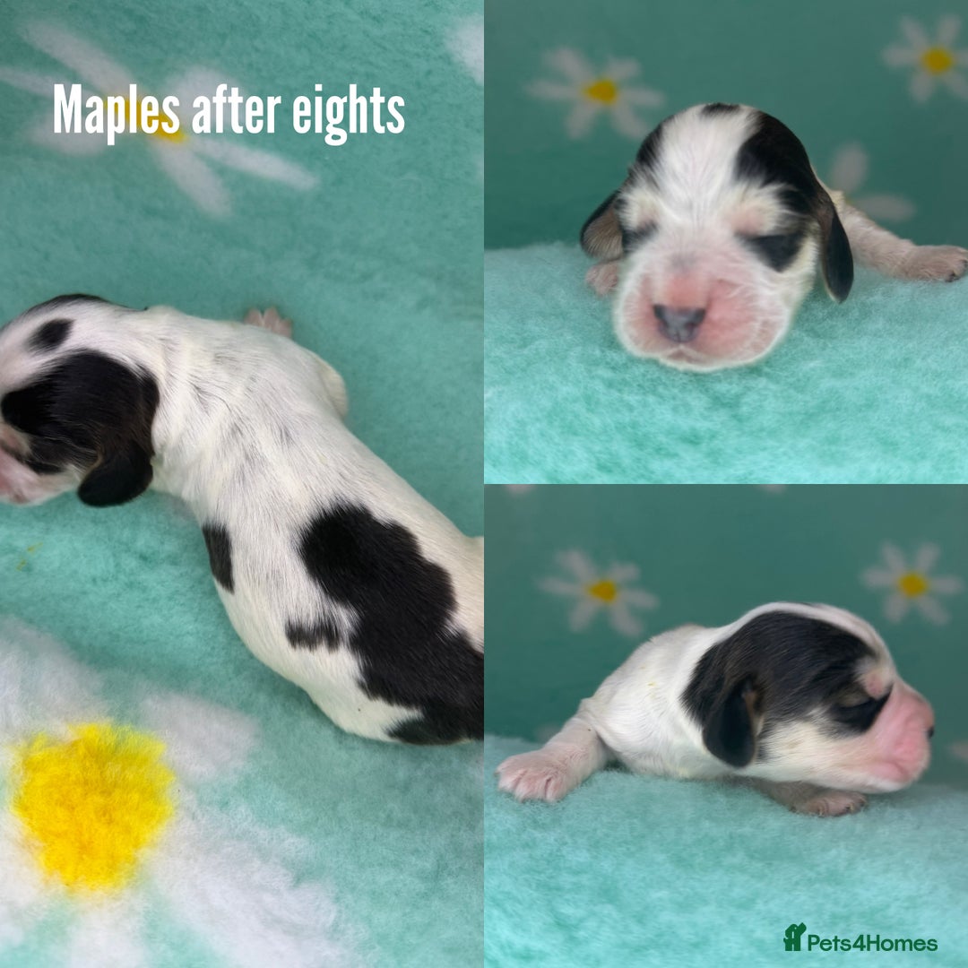 Cocker Spaniel dogs for sale: KC show sable cocker spaniels - Image 9