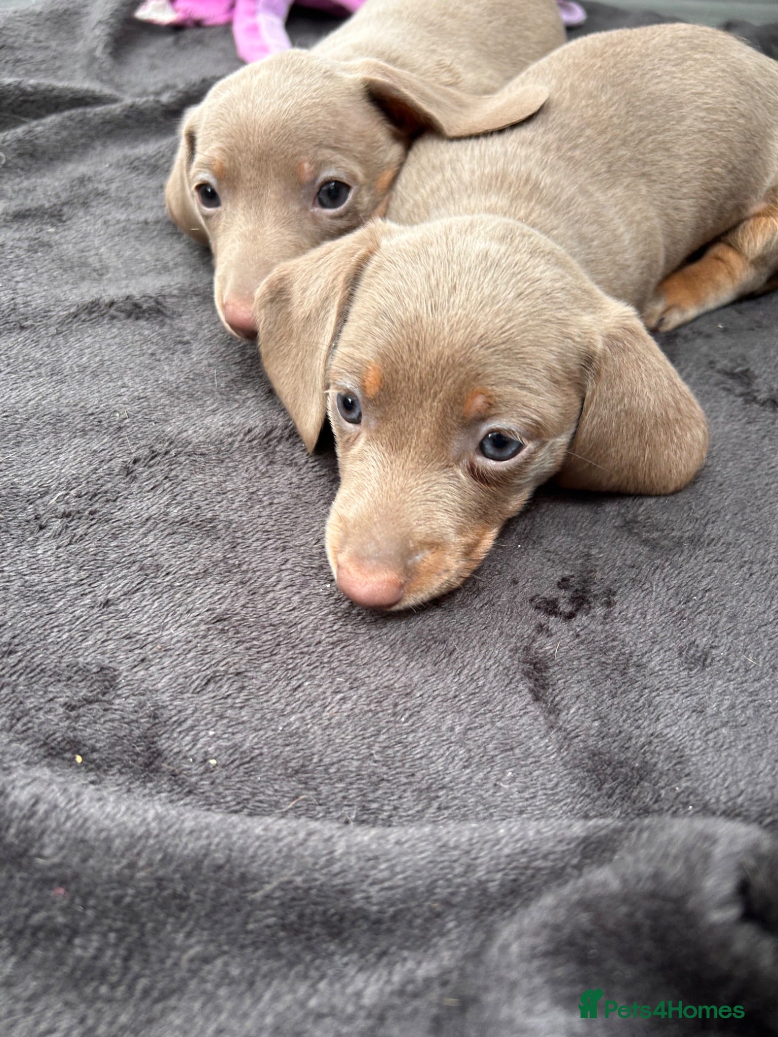 Miniature Dachshund dogs Unique Minature Female & Male Dachsund Puppy - Advert 5