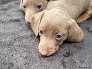 Miniature Dachshund dogs Unique Minature Female & Male Dachsund Puppy - Advert 5