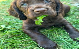 Cocker Spaniel dogs for sale: READY 31st Aug KC Pedigree Working Cocker Puppies - Image 5