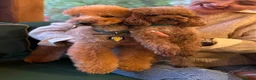 Toy Poodle dogs for sale: 🐩ASIAN Red Purebred Poodle Puppies|DNA Clear🧬 - Advert 29