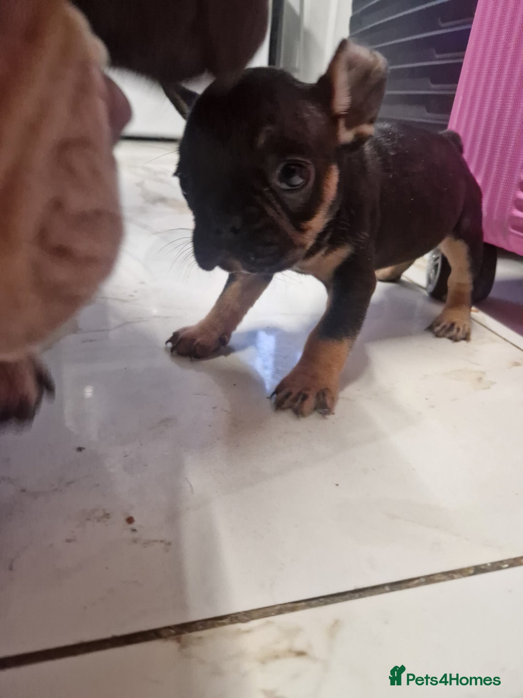 French Bulldog dogs for sale: Exotic French bulldog  - Advert 2
