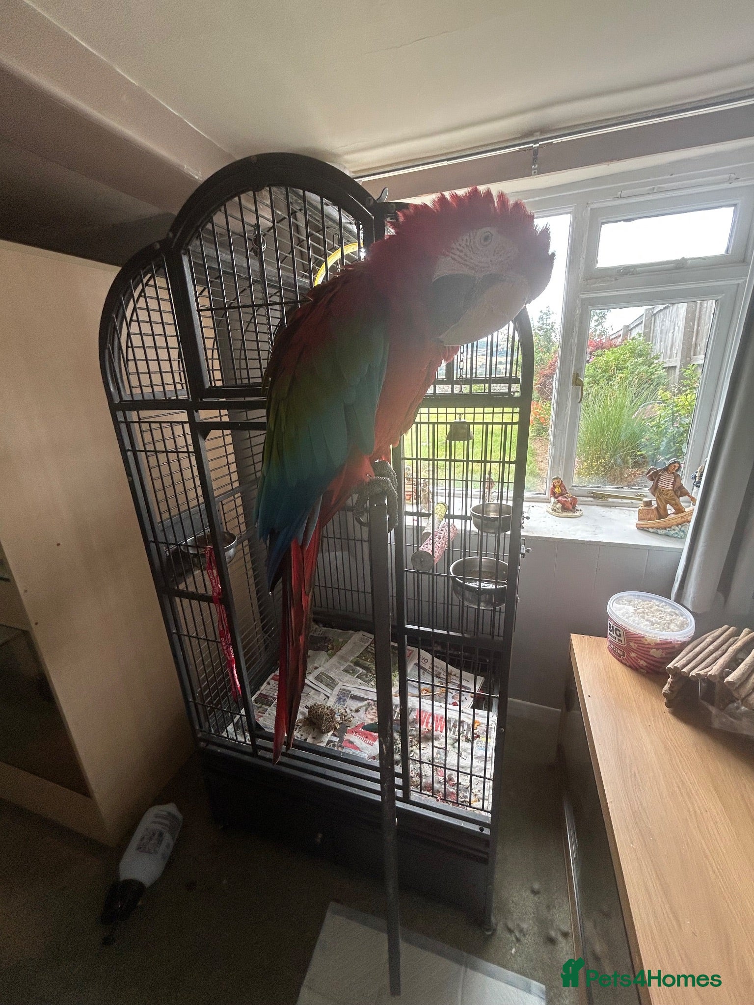 Macaws birds Macaw Greenwing  - Advert 3