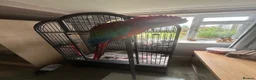 Macaws birds for sale: Macaw Greenwing  - Advert 1