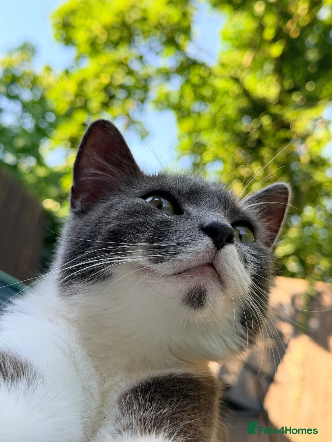 British Shorthair cats for sale: Beautiful grey girl needs rehoming  - Advert 2