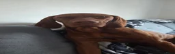 Hungarian Vizsla dogs for stud: Vizsla for Stud - Advert 2