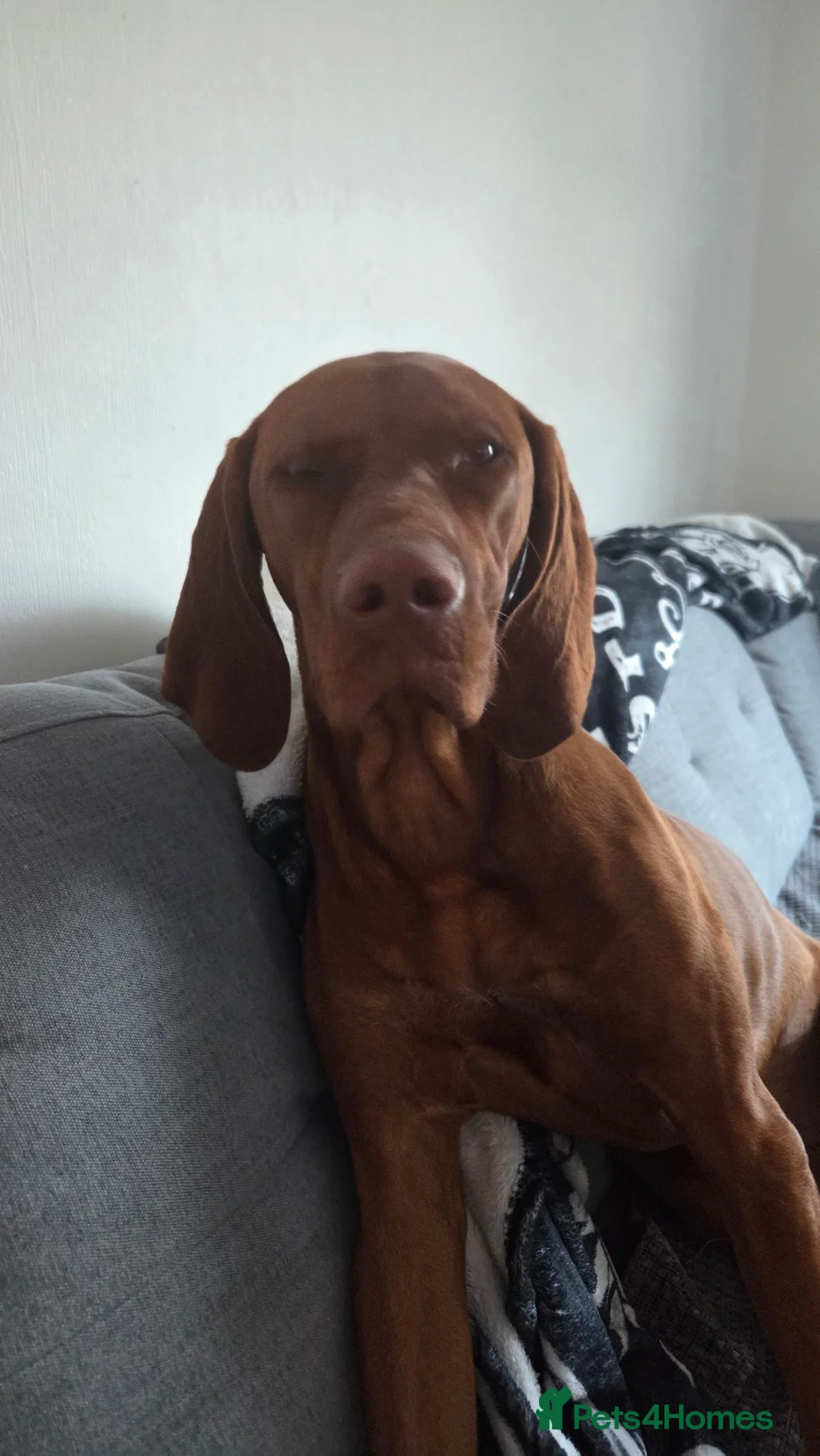 Hungarian Vizsla dogs for stud: Vizsla for Stud - Advert 2
