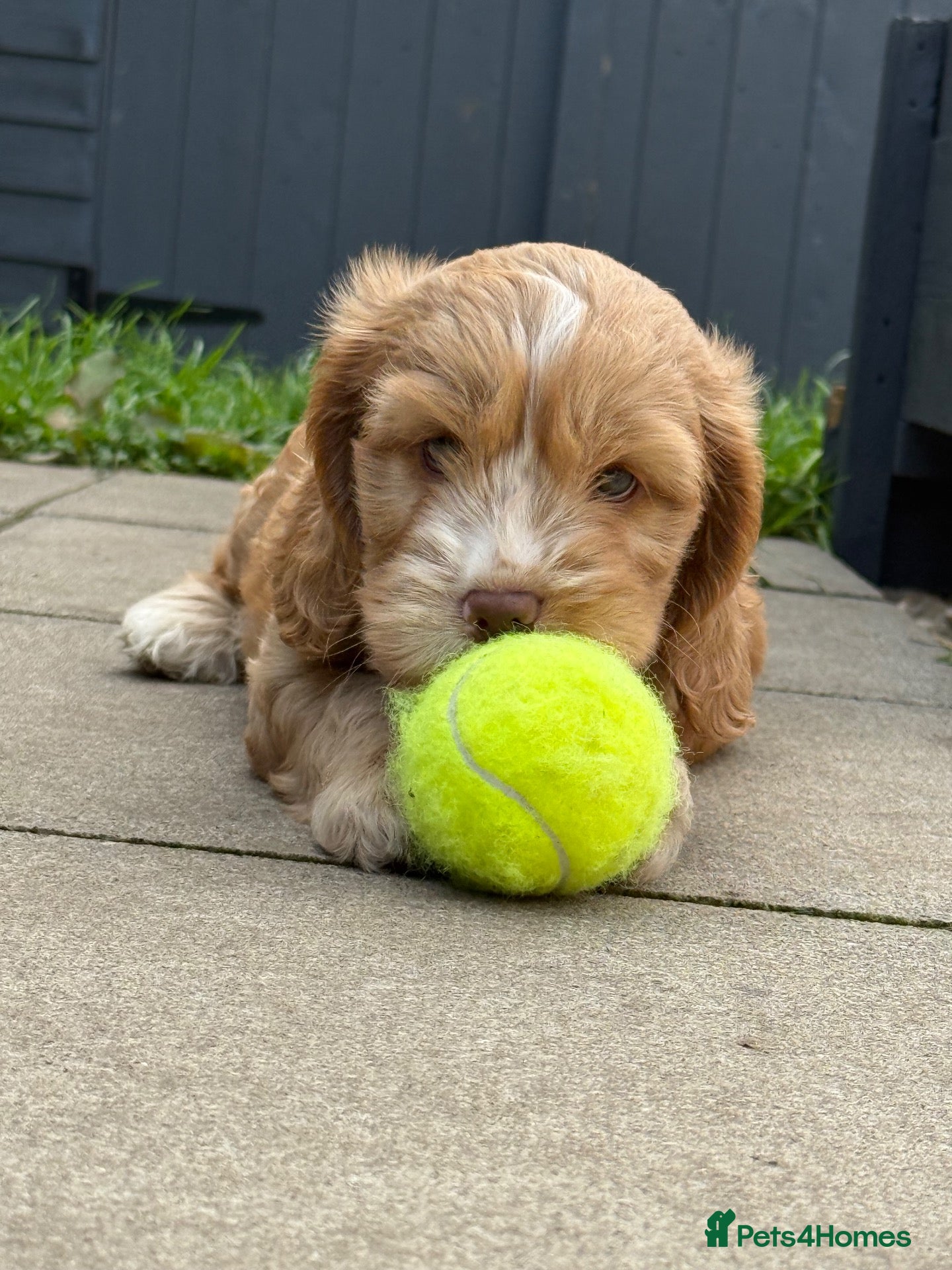 Cockapoo dogs F1B cockapoo puppy MALE available now.  - Advert 7