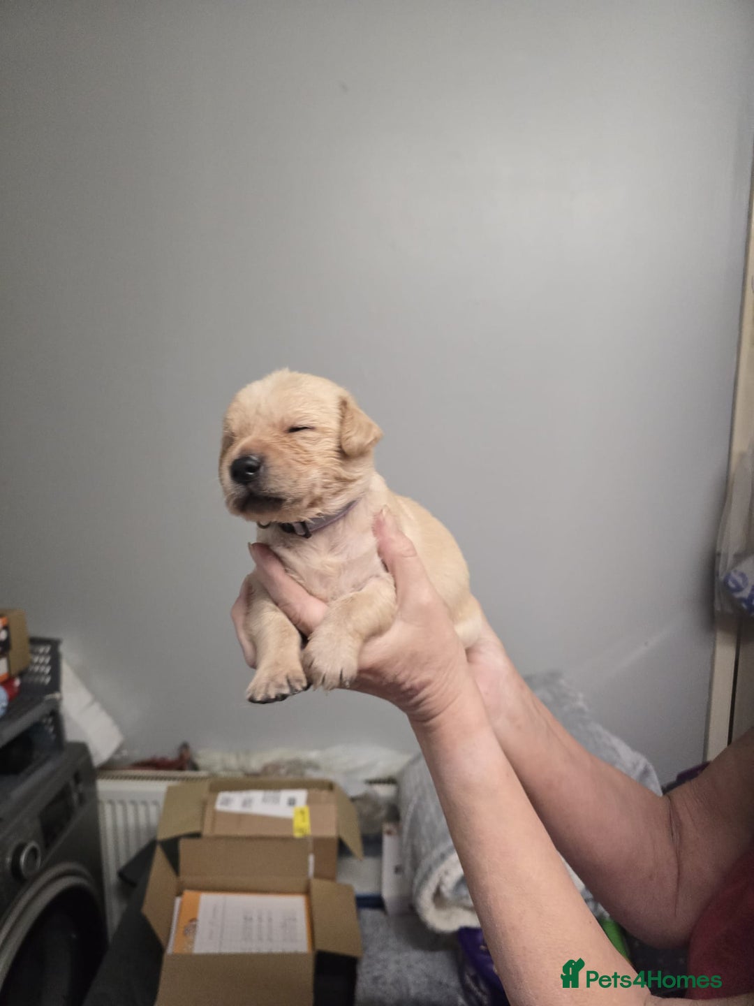 Goldador dogs for sale: Goldador  - Advert 4