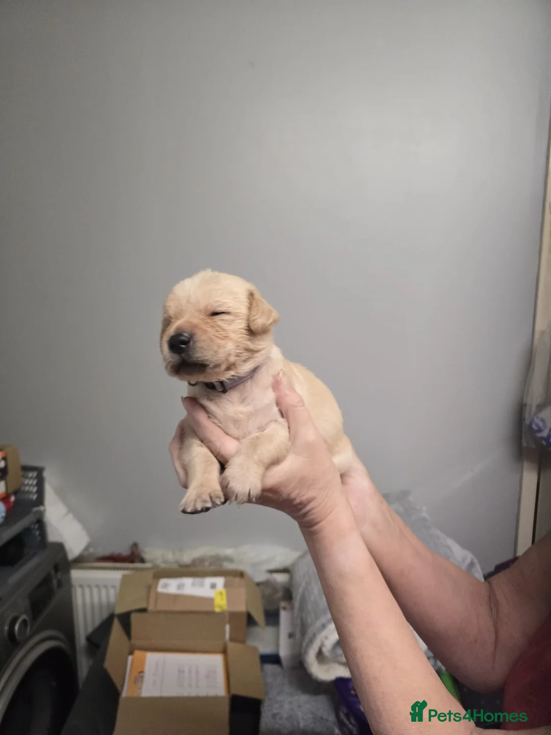 Goldador dogs for sale: Goldador  - Advert 4