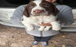 Sprocker dogs for sale: 4 beautiful sprocker pups  - Image 9